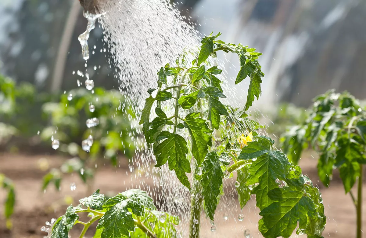 Deze particulieren besproeien de tomaten met zout water
