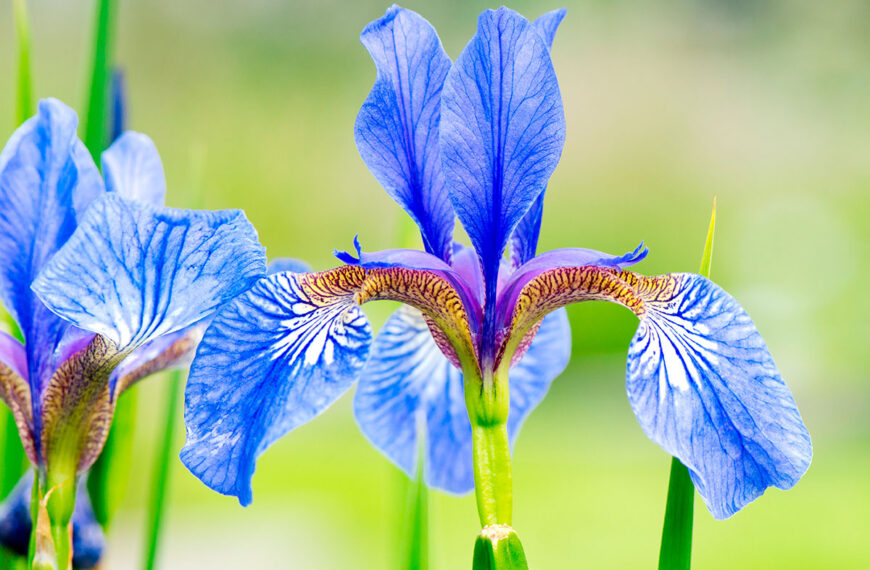 Deze plant die u thuis kunt kweken kost 100.000€ per kilo