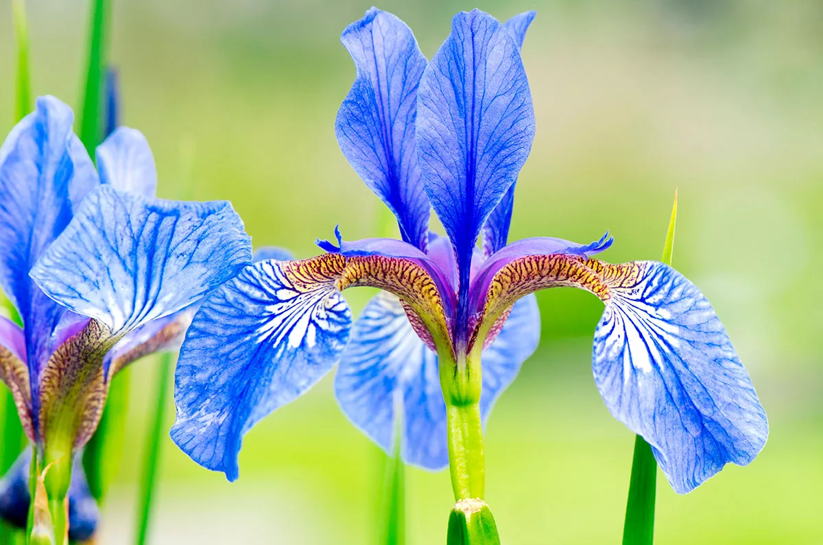 Deze plant die u thuis kunt kweken kost 100.000€ per kilo