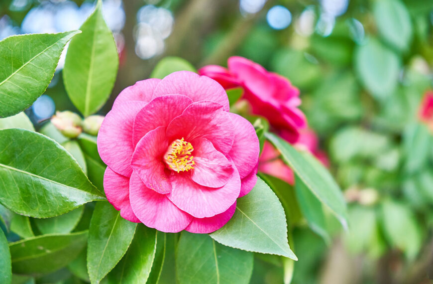 Deze plant moet absoluut worden gesnoeid in juni voor een prachtige bloei deze zomer.