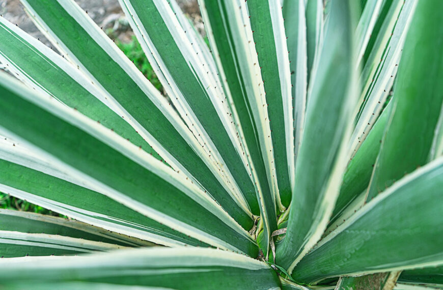 Deze planten ruiken heerlijk en verliezen hun bladeren niet