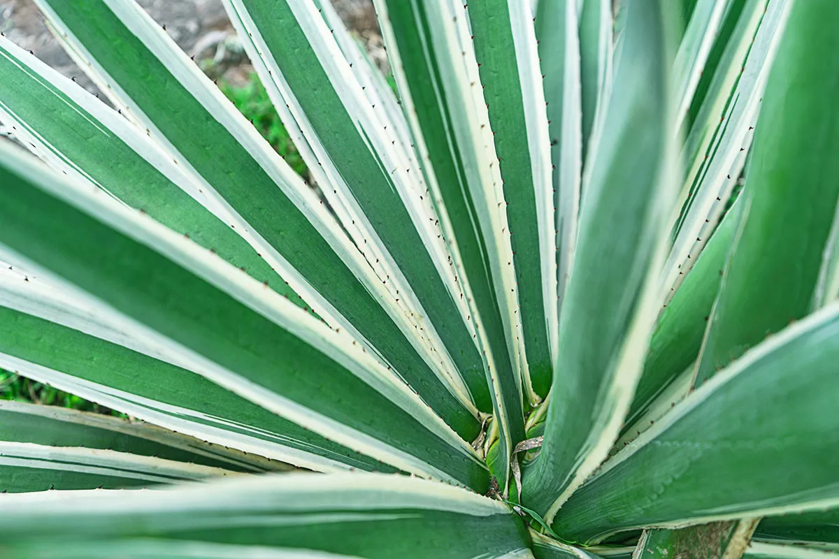 Deze planten ruiken heerlijk en verliezen hun bladeren niet