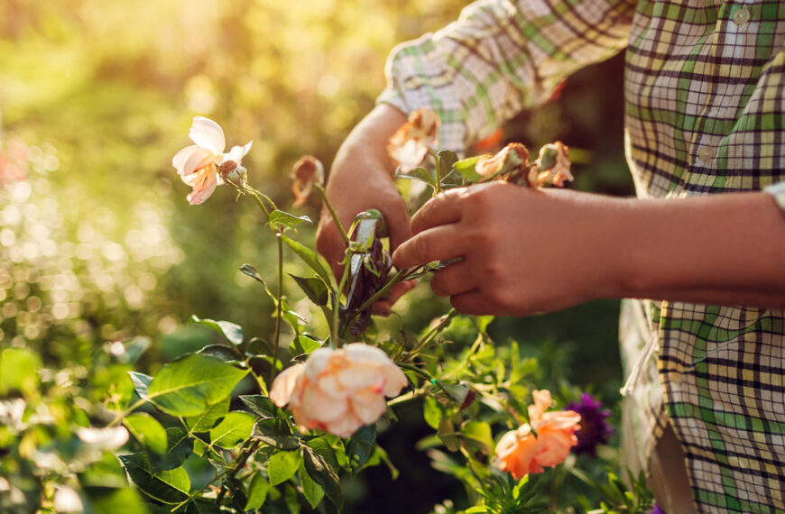Deze tuinman onthult wat je in juni in je tuin moet doen