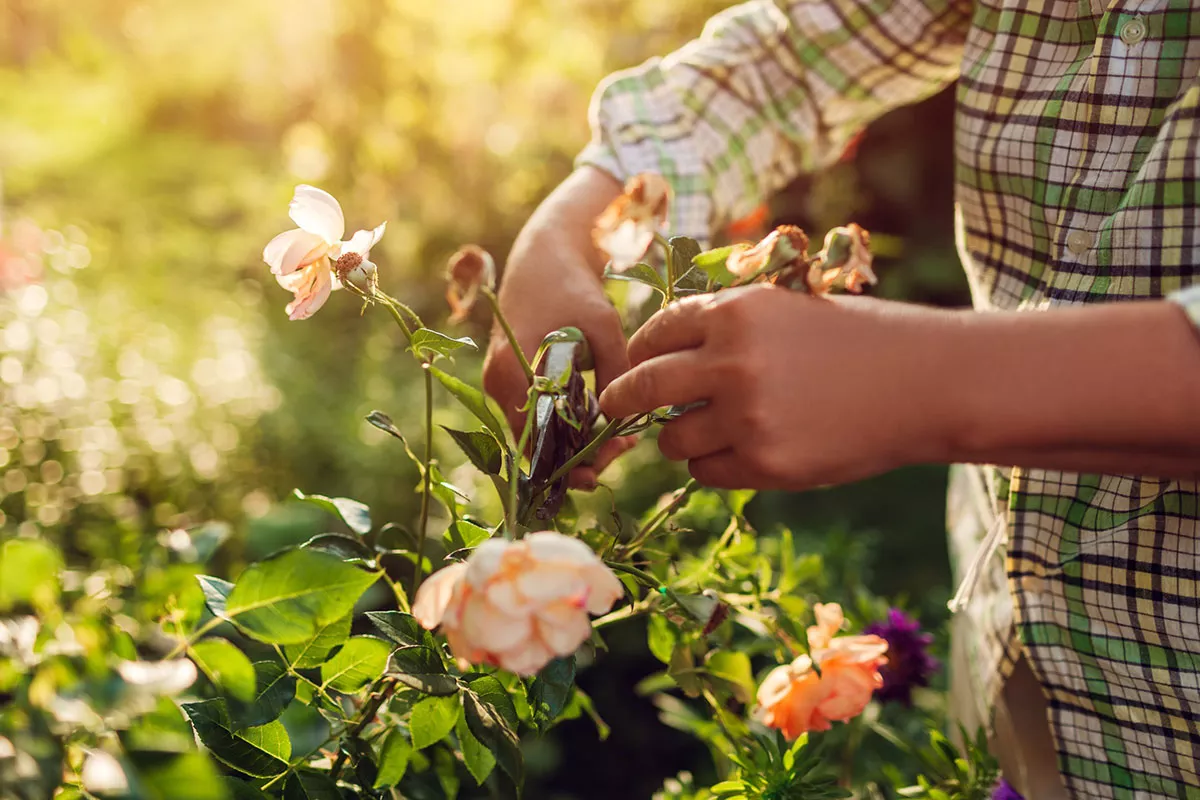 Deze tuinman onthult wat je in juni in je tuin moet doen