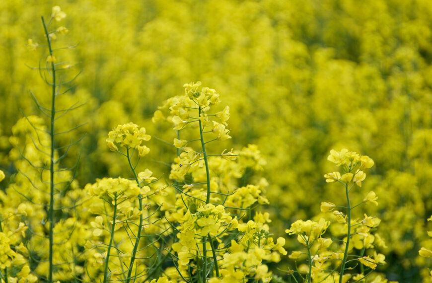 Dit ingrediënt dat we elke dag gebruiken, is eigenlijk een krachtig insecticide.