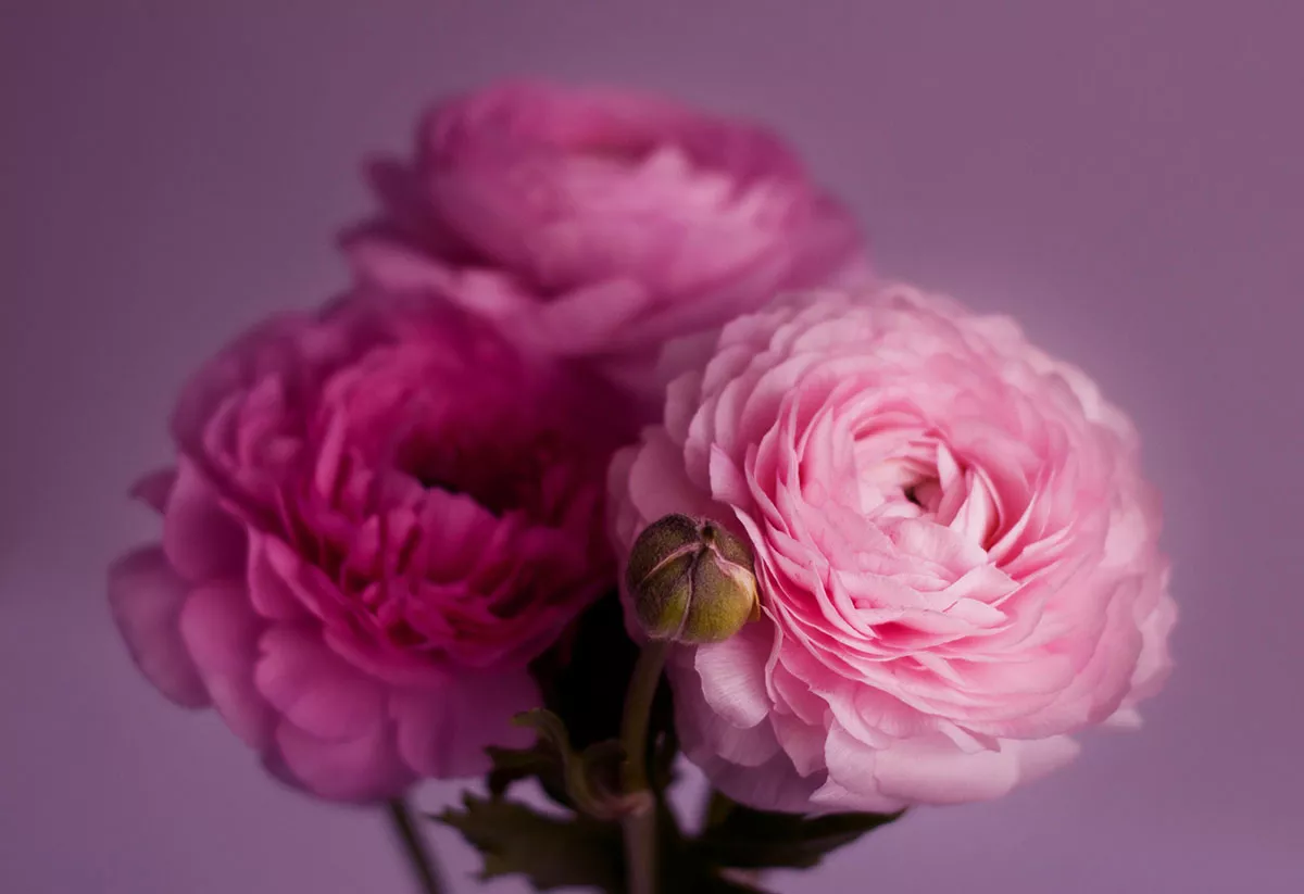 Dit is de sterbloem van parfumerieën, keukens en tuinen. Hier is waarom je het bij je thuis moet kweken