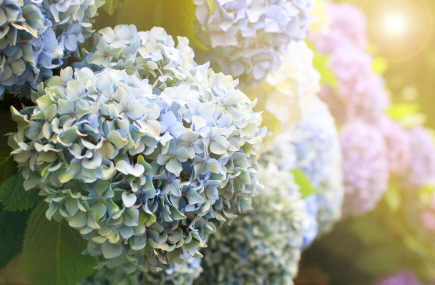 Dit is het truc dat je moet toepassen zodat je hortensia's dit jaar niet verbleken