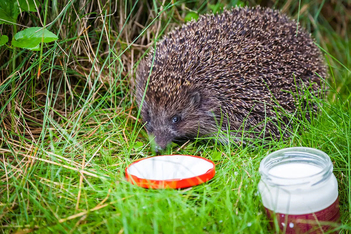 Dit voer mag nooit aan een egel worden gegeven, omdat het dodelijk kan zijn.