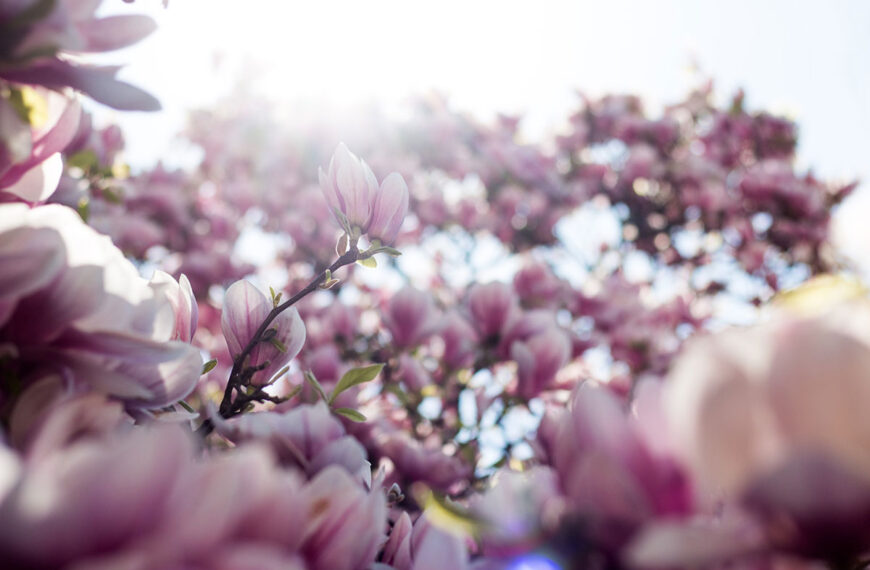 Dit zeer bekende lied geïnspireerd door deze prachtige bloem