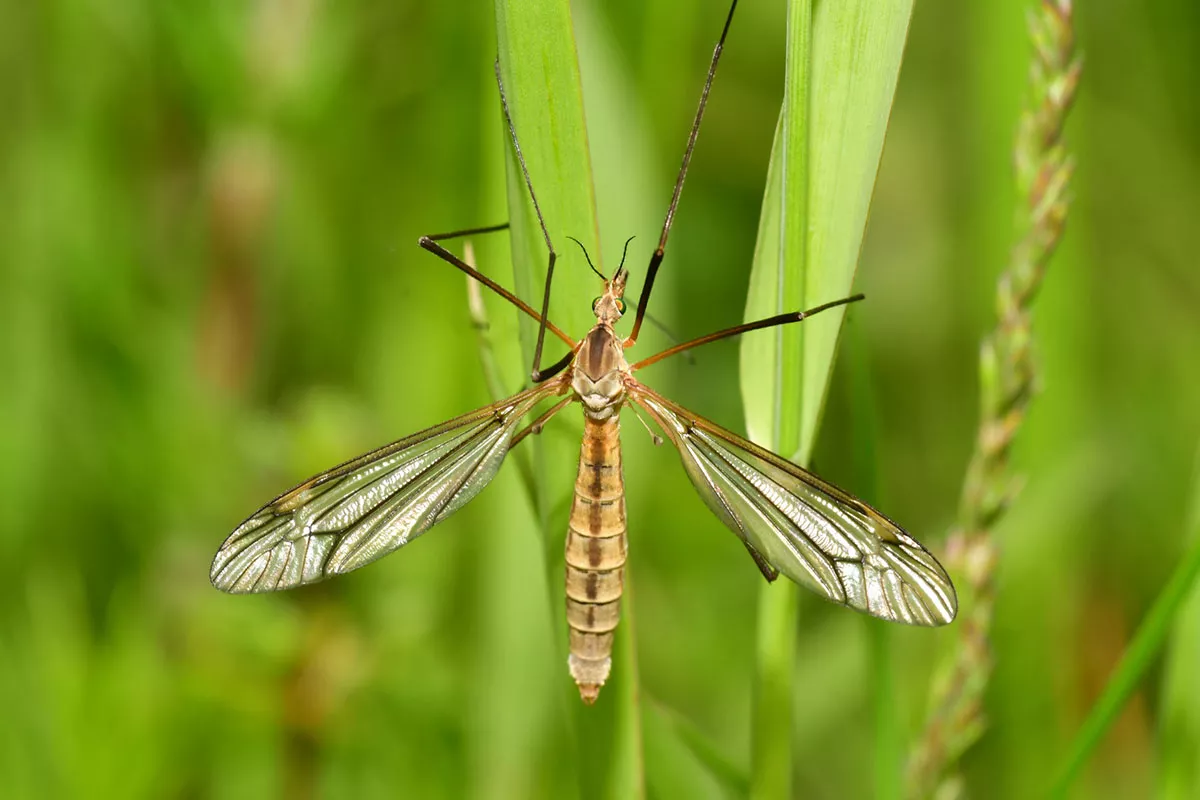 Dood dit insect dat op een mug lijkt vooral niet