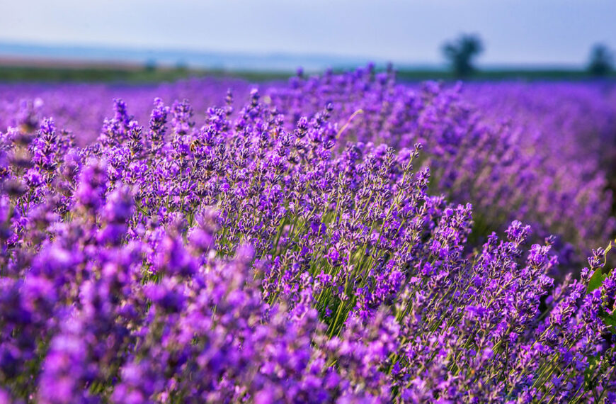 Geen water geven nodig deze zomer voor deze 5 resistente planten