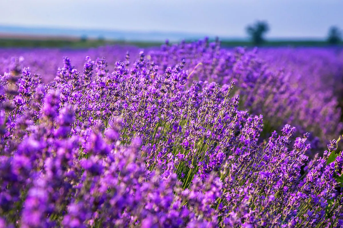 Geen water geven nodig deze zomer voor deze 5 resistente planten