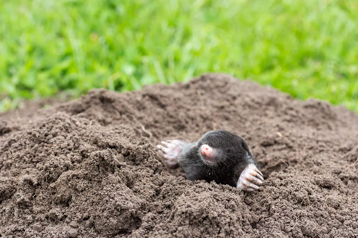 Genoeg van mollen in je tuin