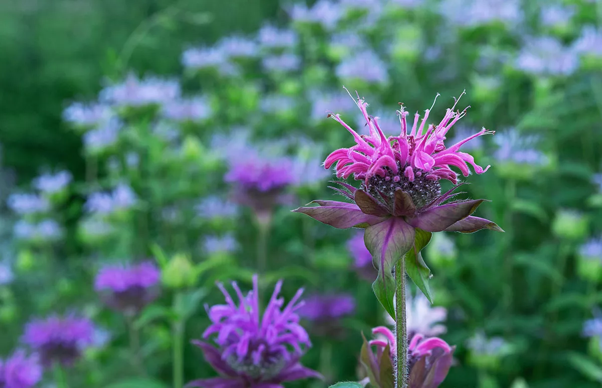 Heel handig deze zomer, je zult nooit weten wat deze plant te bieden heeft.