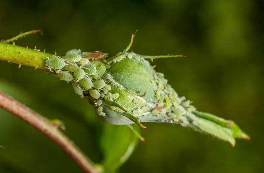 Het keukeningrediënt waar je niet aan denkt en dat bladluizen van je planten weghoudt