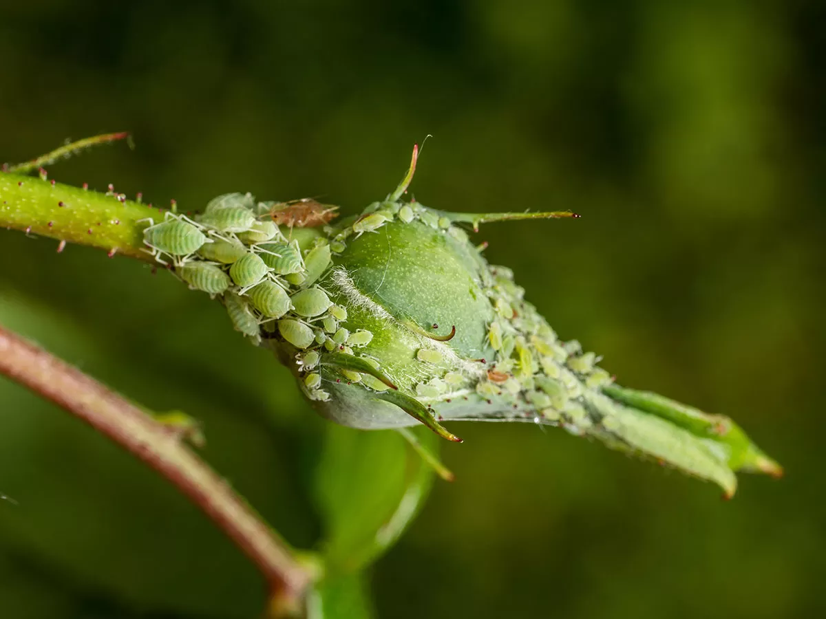 Het keukeningrediënt waar je niet aan denkt en dat bladluizen van je planten weghoudt