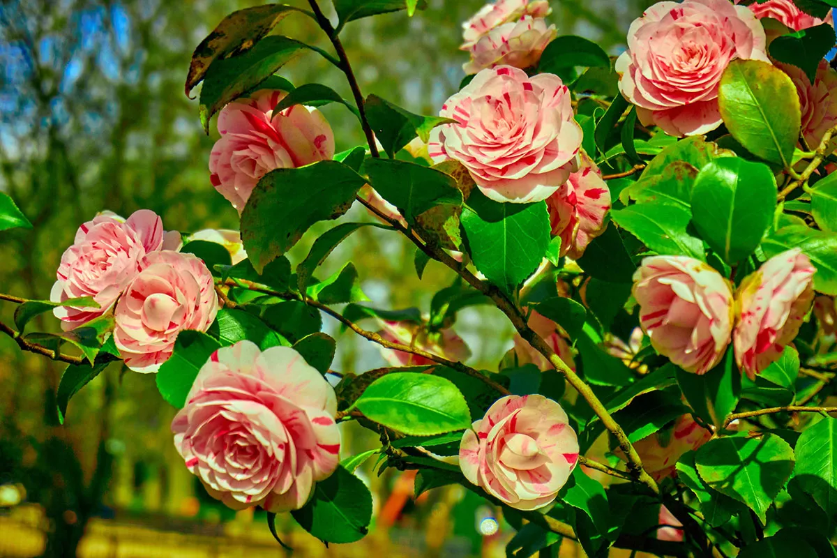 Hetgene wat je deze zomer absoluut niet moet doen met je rozen