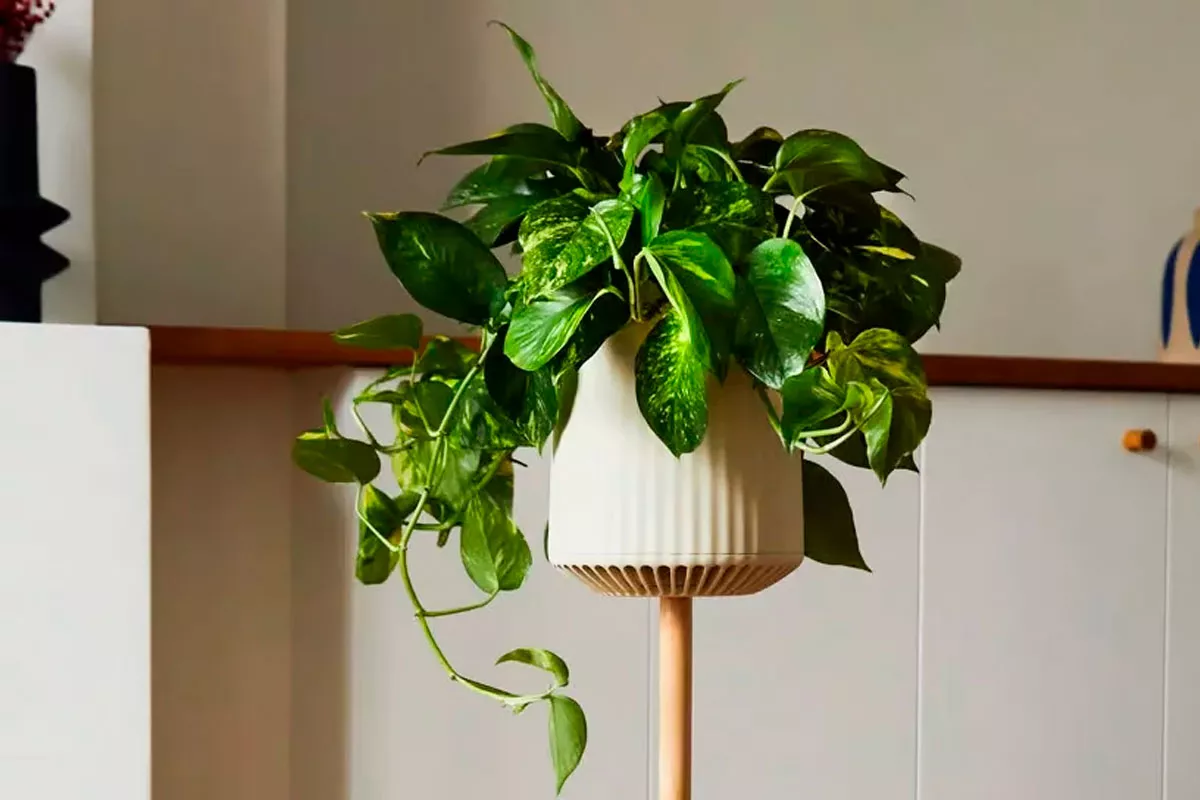Hier presenteren wij de eerste biotechnologische en ontgiftende planten