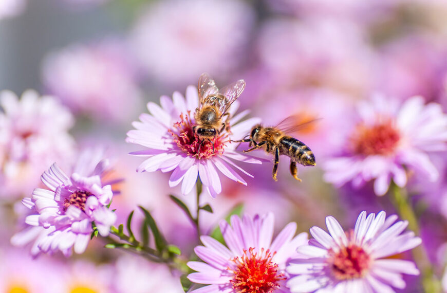 Hier zijn onze beste tips om nuttige insecten naar jouw tuin te lokken