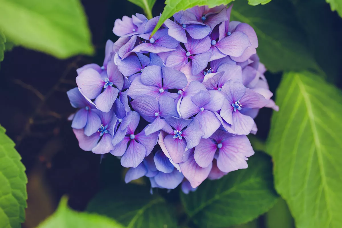 Hortensia en haar hypnotische tinten
