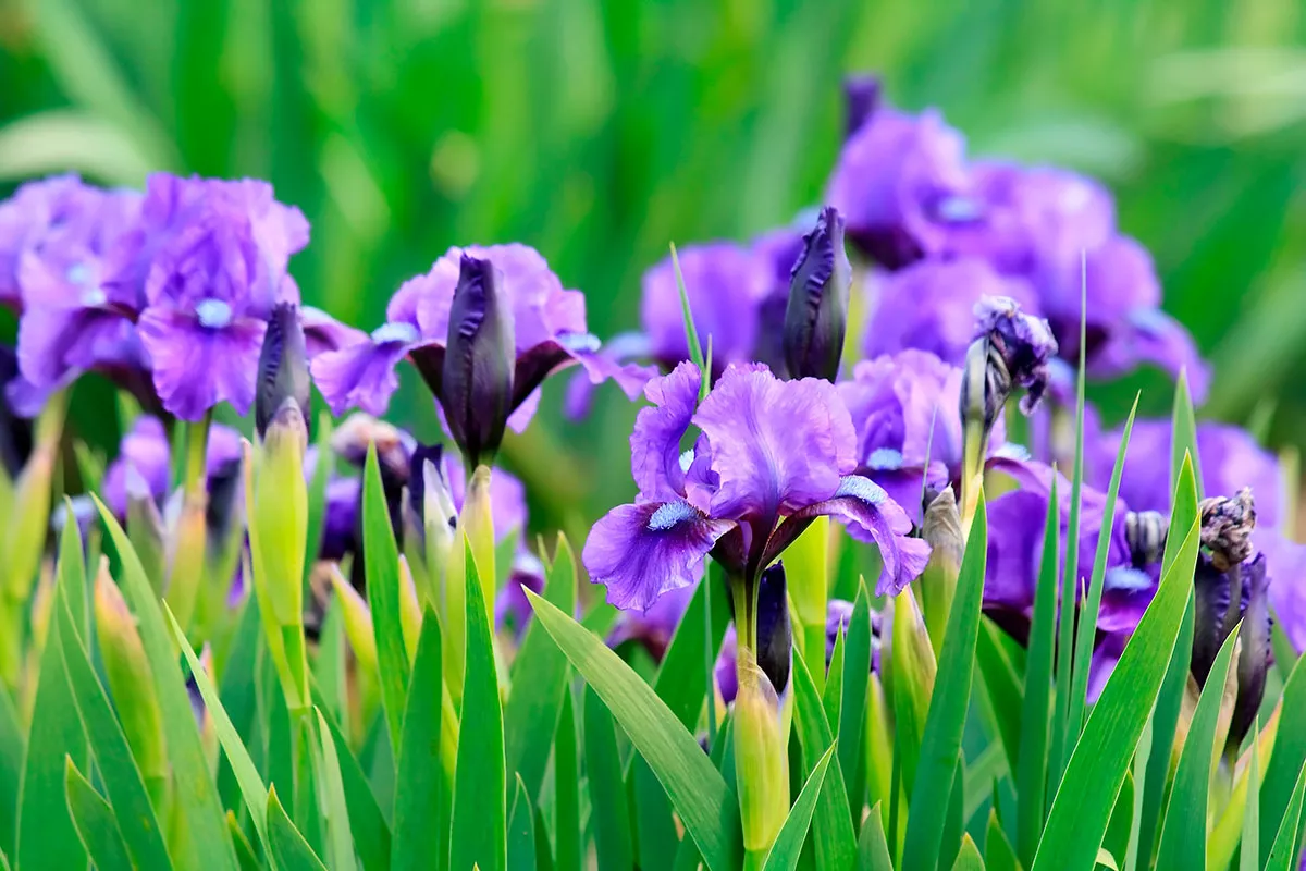 Iris