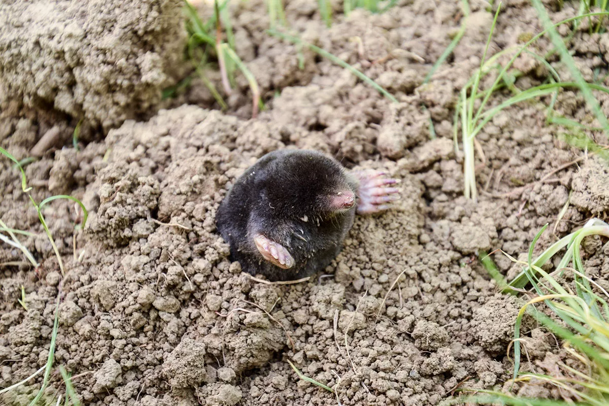 Is de mol nuttig of schadelijk voor mijn tuin en bodem