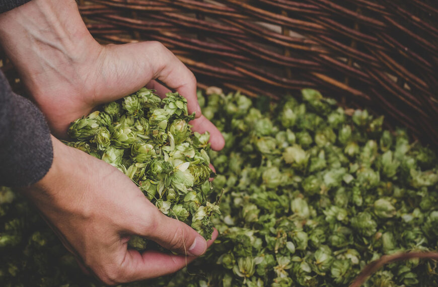 Je zal erop stappen zonder het te beseffen, terwijl deze plant 1000€ per kg waard is.