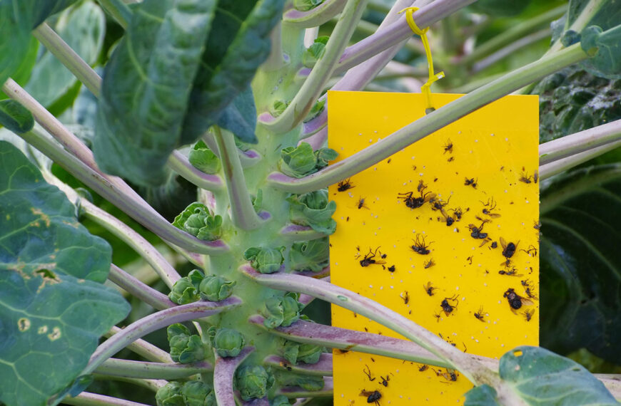 Kleine vlieg in de tuin