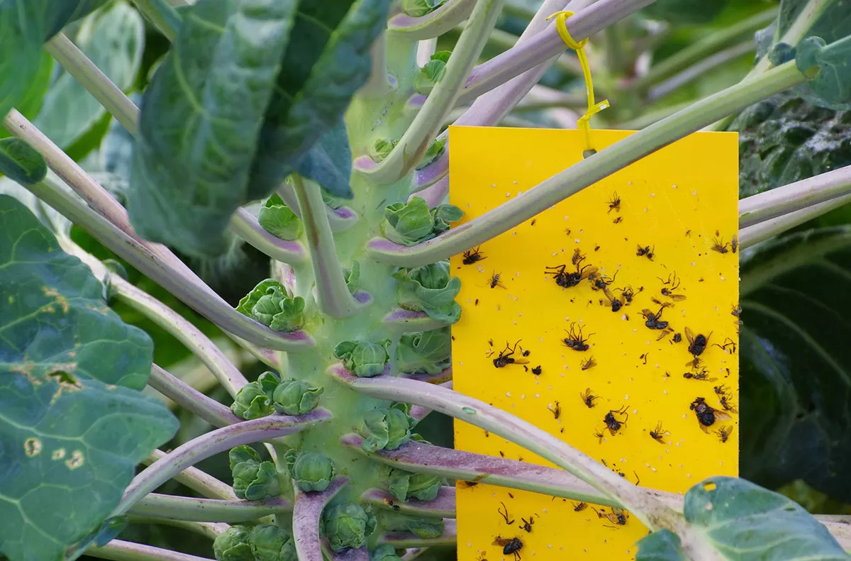 Kleine vlieg in de tuin