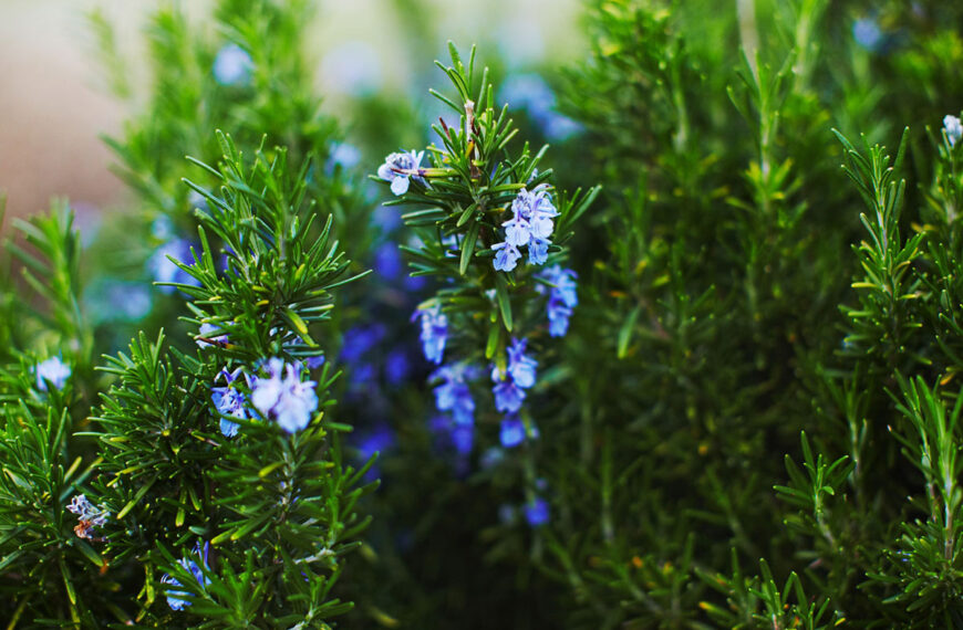 Maak deze zomer een einde aan muggenbeten met deze geurige planten om nu te planten