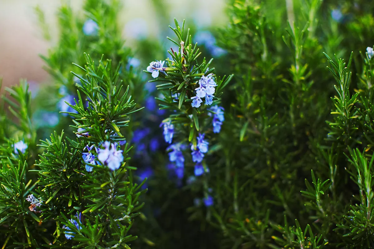 Maak deze zomer een einde aan muggenbeten met deze geurige planten om nu te planten
