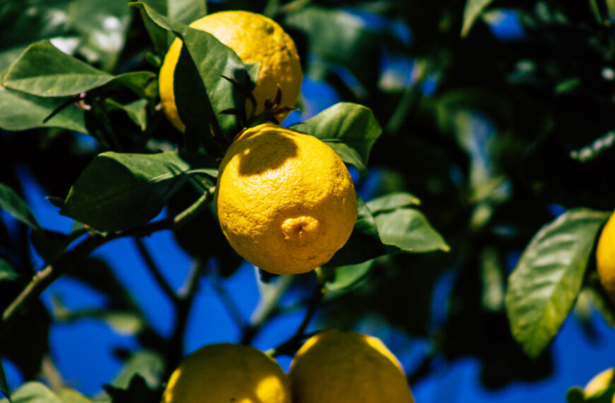 Magneten om de groei van fruitbomen te bevorderen