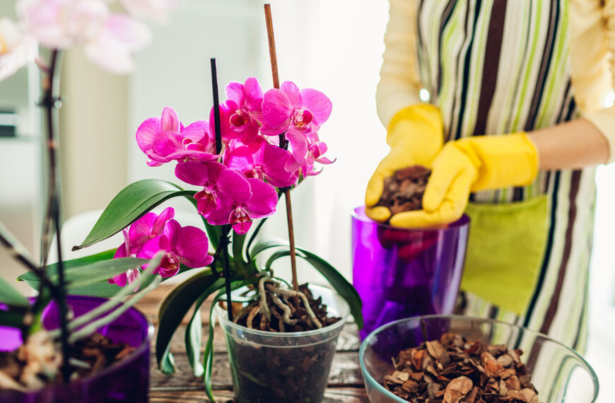 Moet ik me zorgen maken als de wortels van mijn orchidee uit de pot komen