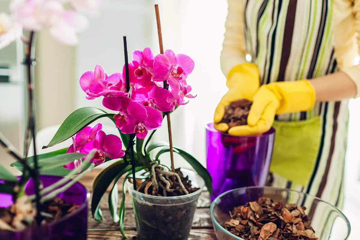 Moet ik me zorgen maken als de wortels van mijn orchidee uit de pot komen