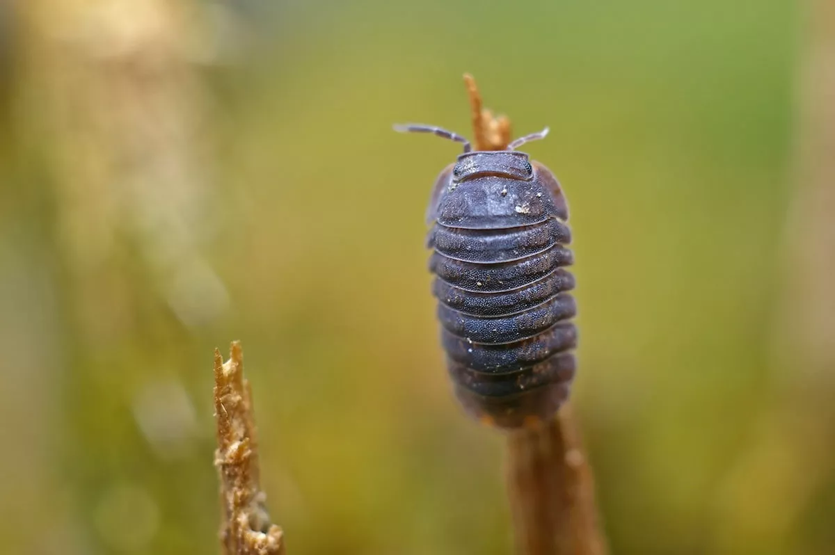 Moet je de zeugjes in je tuin wegdoen