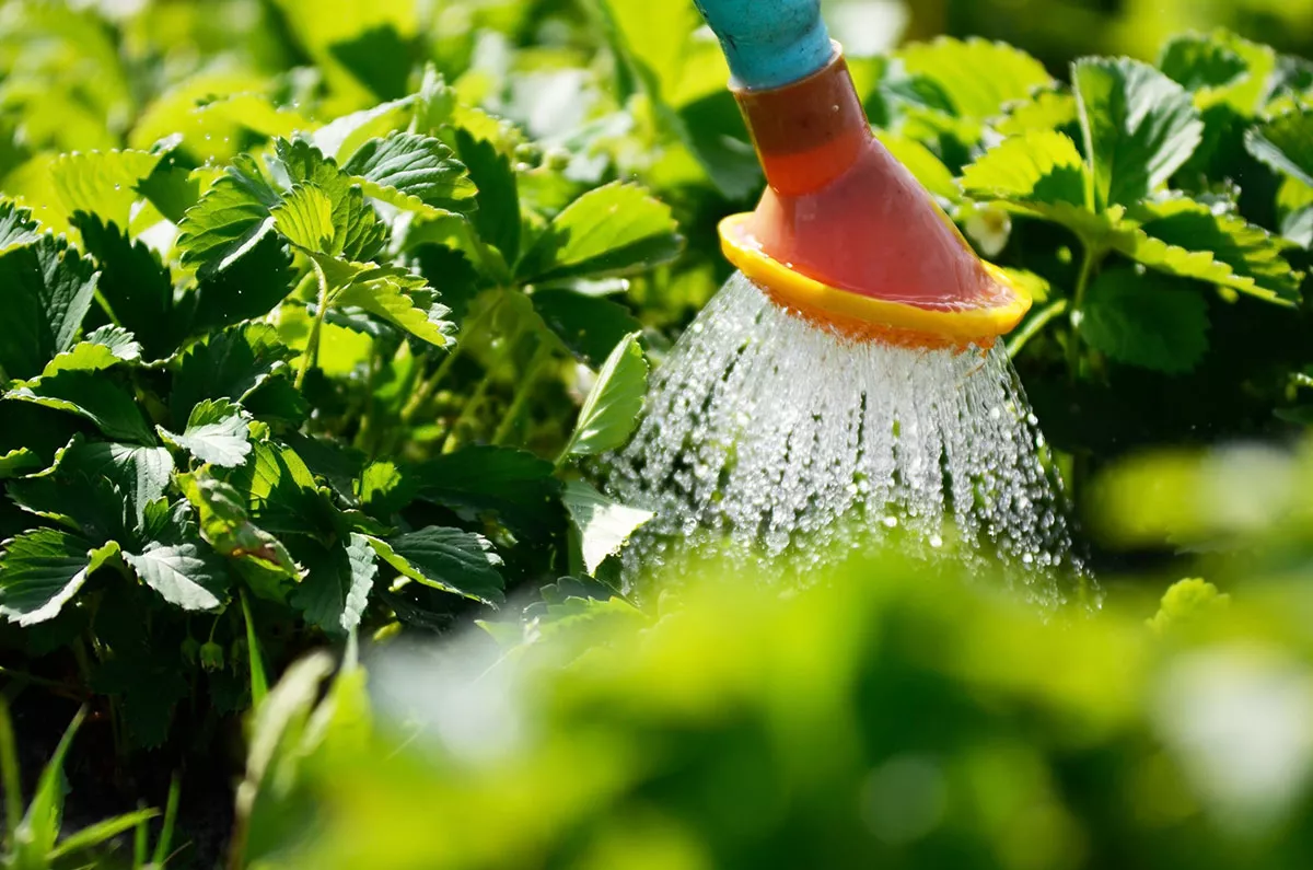 Moet je 's avonds of 's ochtends je tuin water geven als het warm is