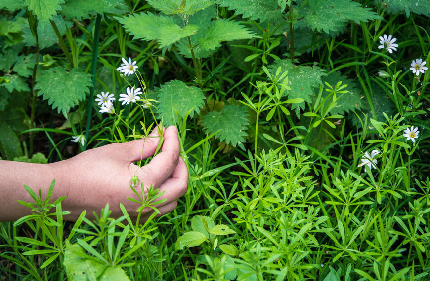 Pas op voor invasieve planten die je tuin kunnen vernietigen, hier is hoe je ze kunt herkennen