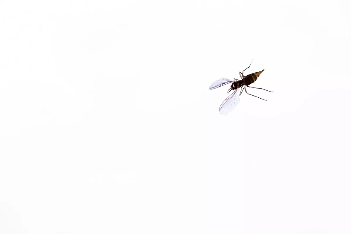 Sciara analis