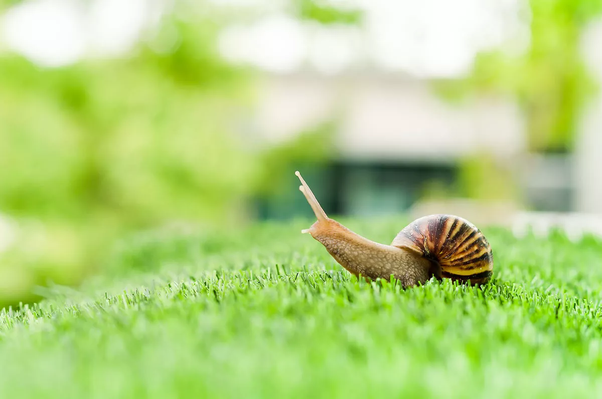 Zijn slakken echt nuttig in de tuin