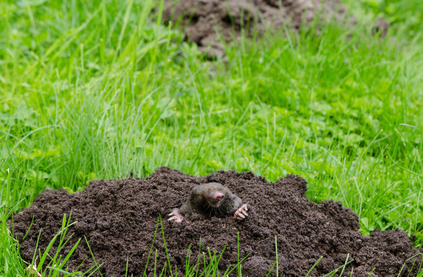 Waarom zitten er mollen in mijn tuin en hoe kom ik er op een natuurlijke manier vanaf