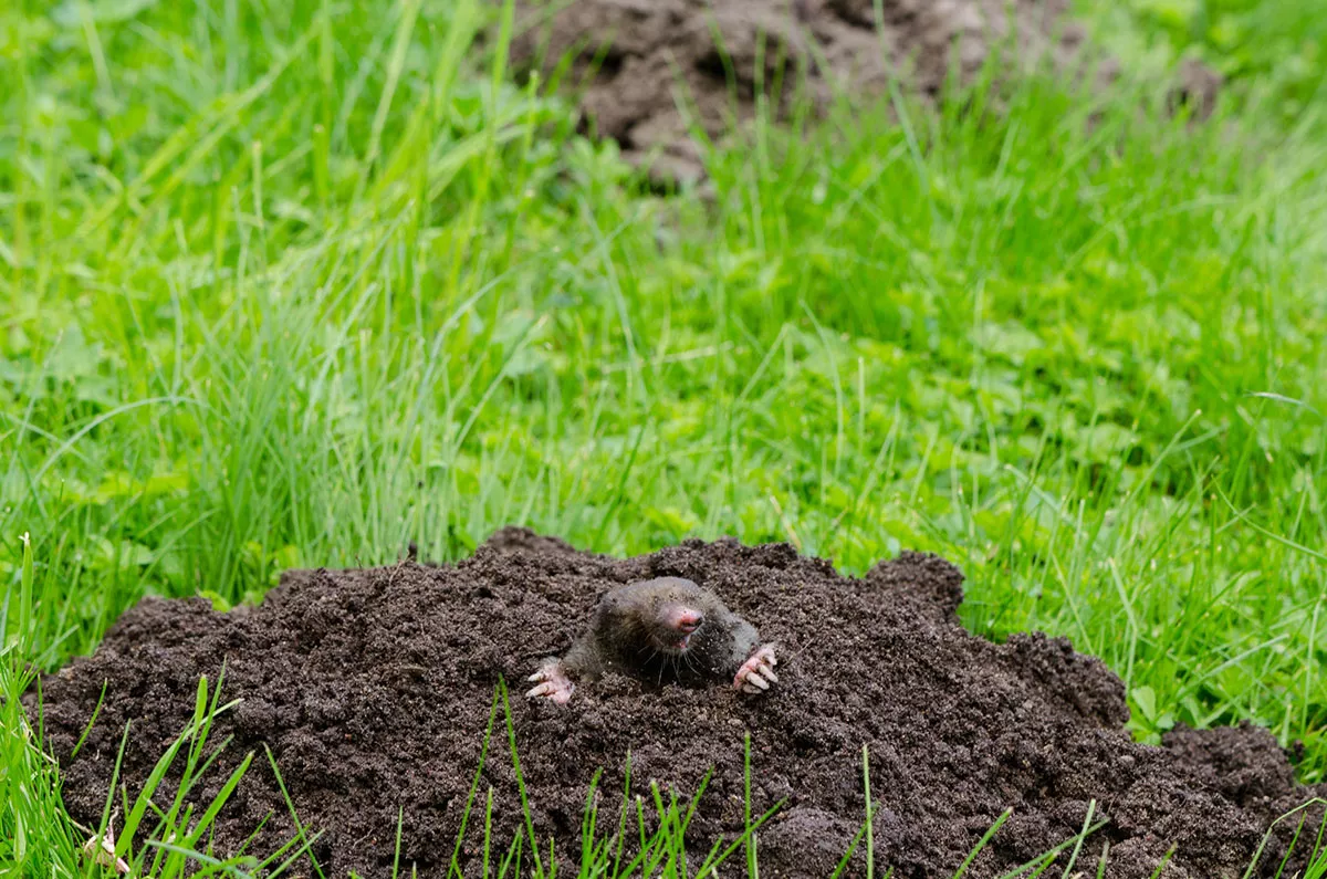 Waarom zitten er mollen in mijn tuin en hoe kom ik er op een natuurlijke manier vanaf