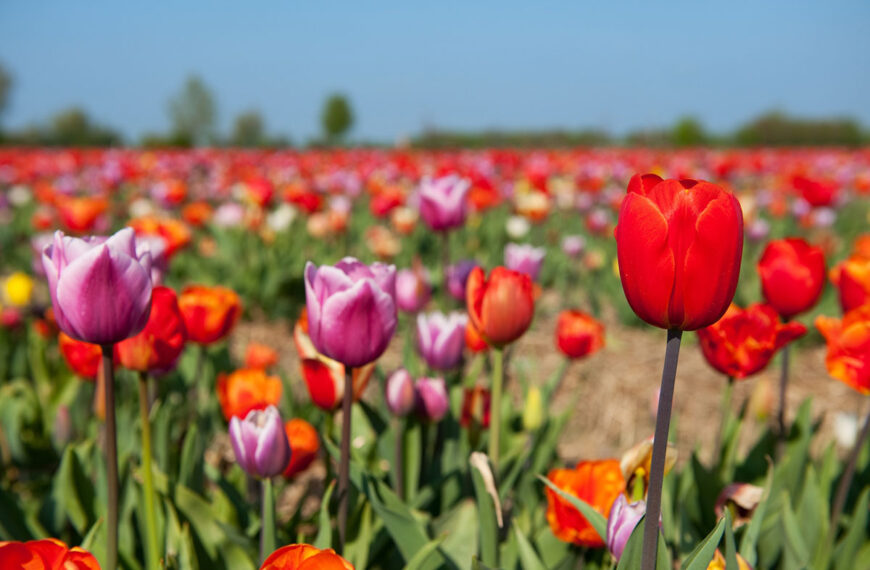 Wanneer bloemen oude herinneringen doen herleven