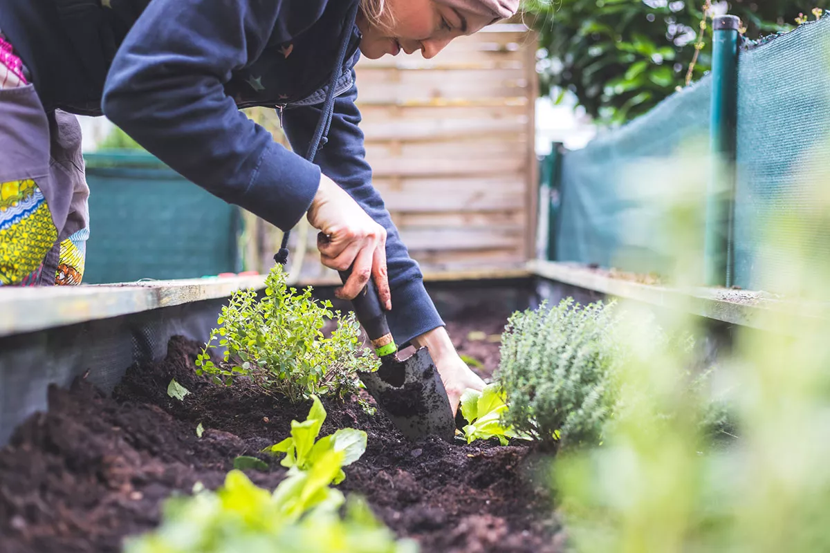 Wat kan er nog geplant worden in de moestuin aan het einde van de maand juni
