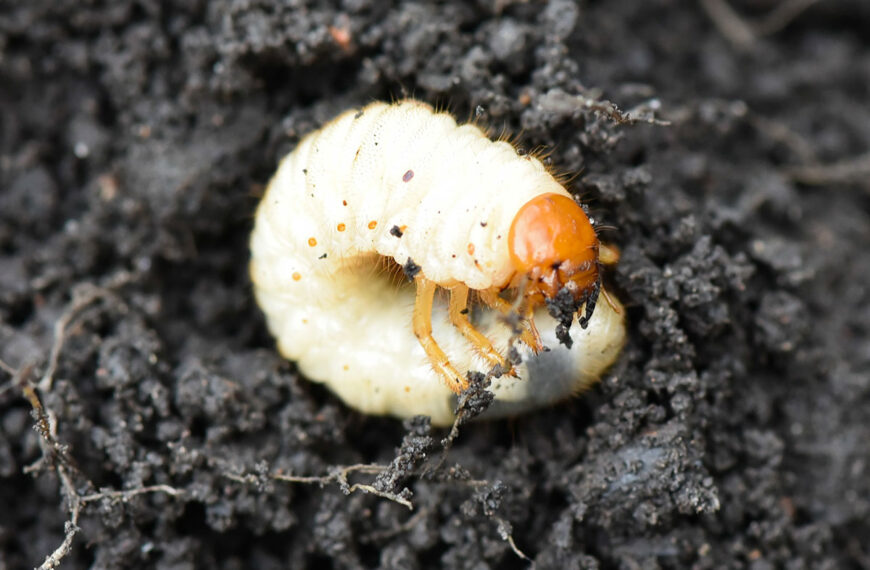 Zijn de witte larven die ik in mijn tuingrond heb gevonden gevaarlijk voor mijn planten