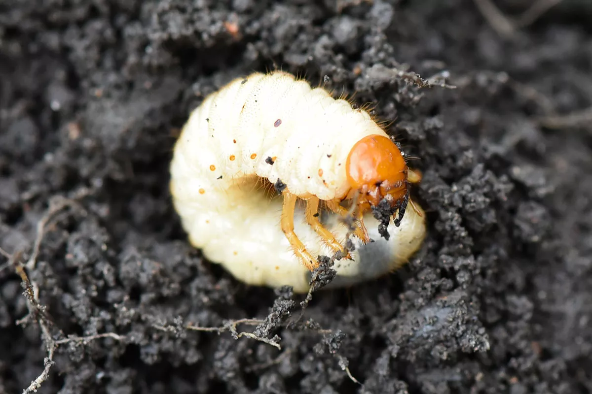 Zijn de witte larven die ik in mijn tuingrond heb gevonden gevaarlijk voor mijn planten