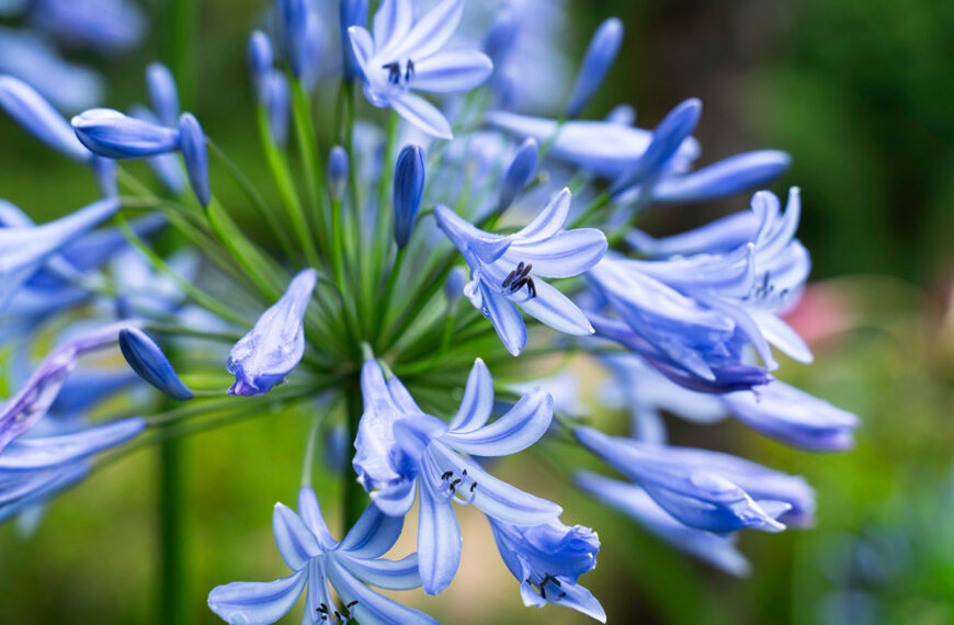 agapanthus