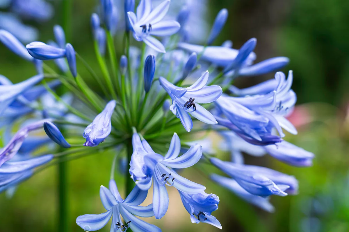 agapanthus