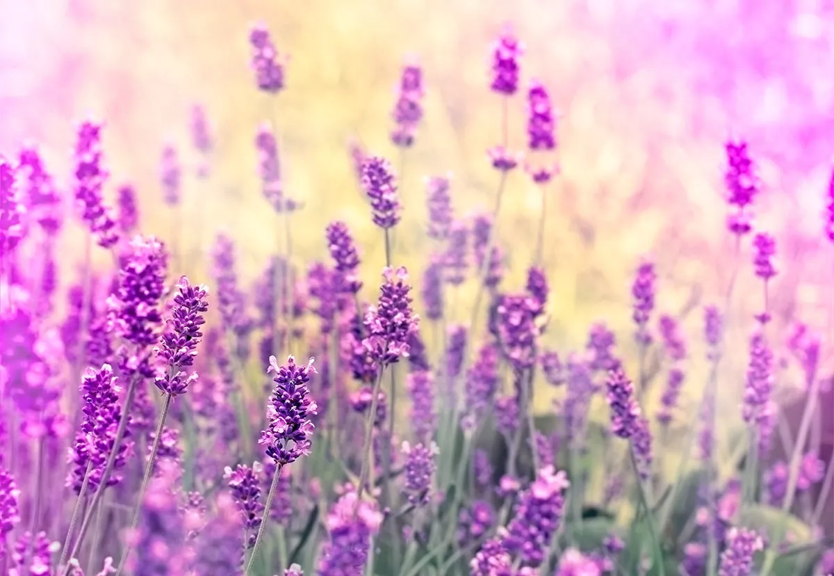 lavendel