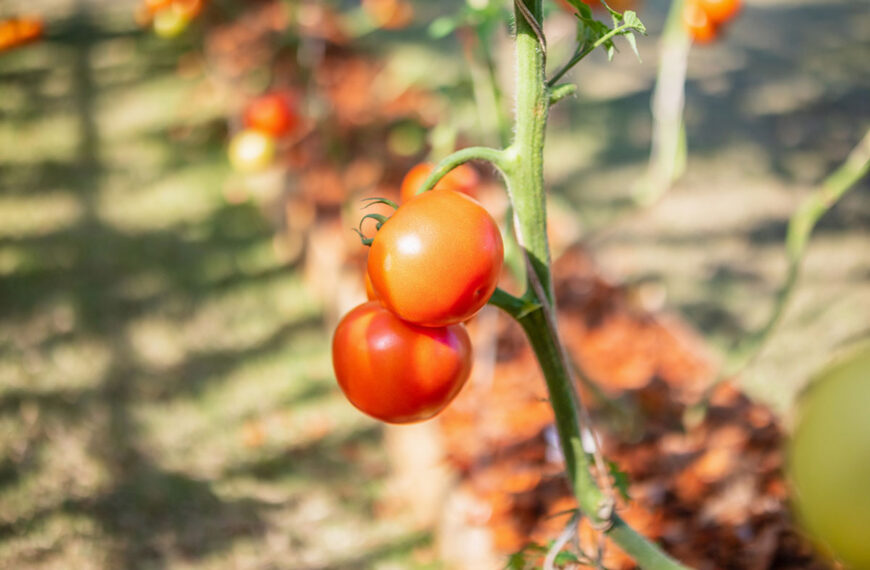 moeten we echt de stelen verwijderen die geen vruchten produceren