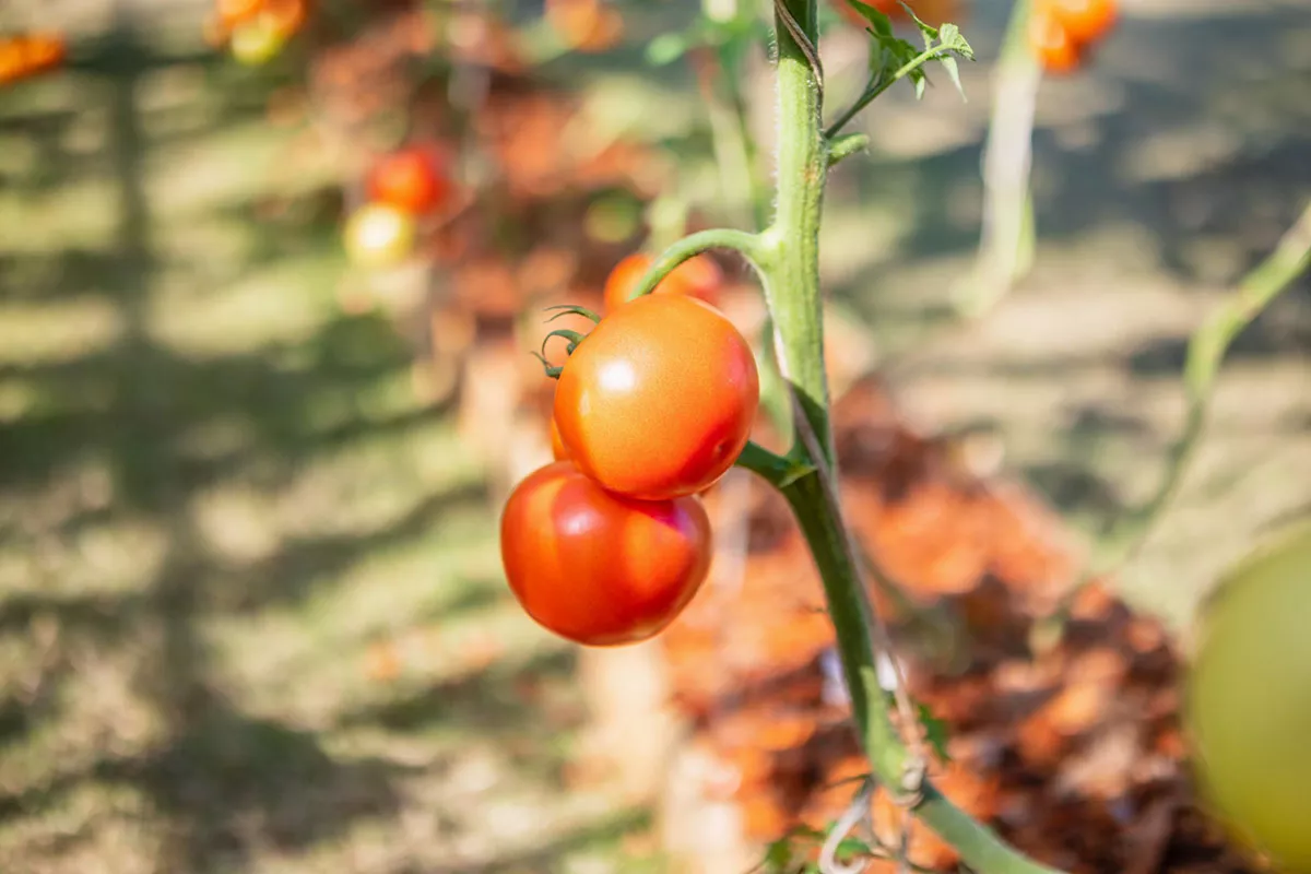moeten we echt de stelen verwijderen die geen vruchten produceren
